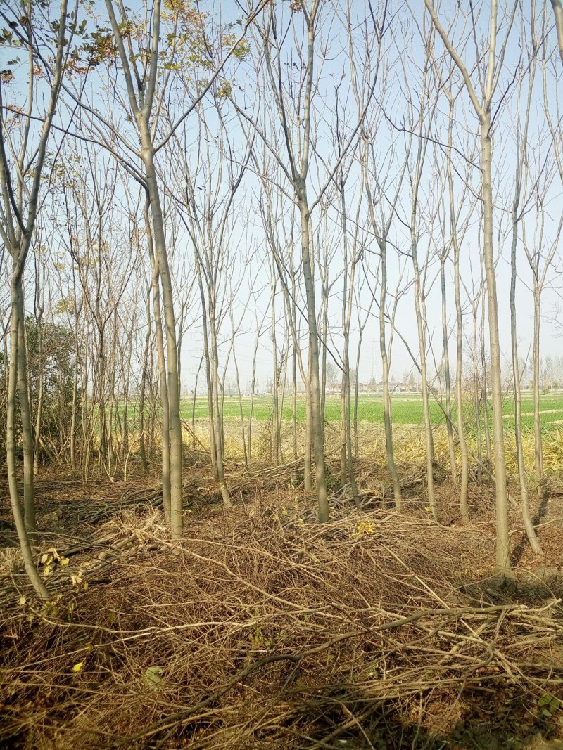 栾树5~9公分