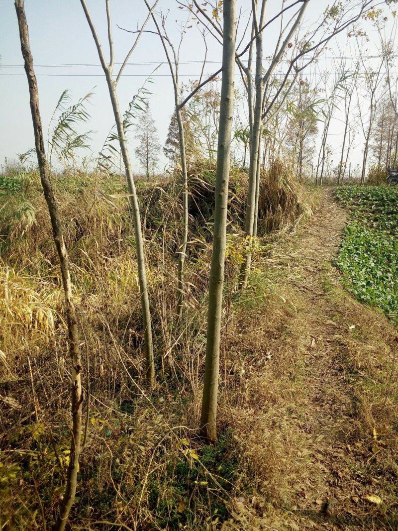栾树5~9公分