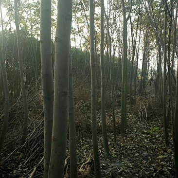 栾树5~9公分
