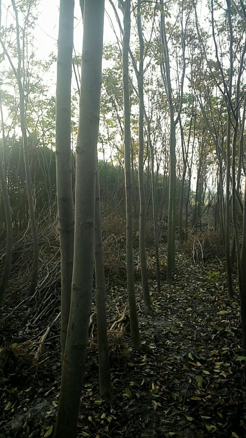 栾树5~9公分