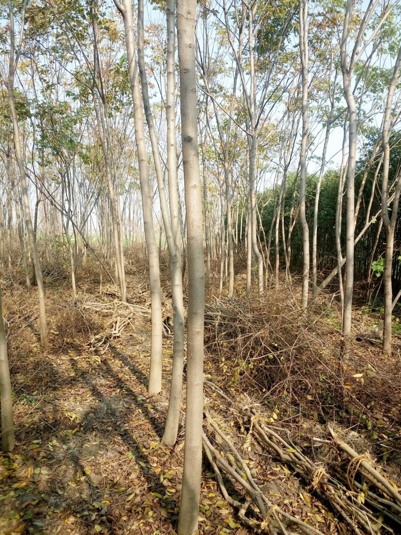 栾树5~9公分