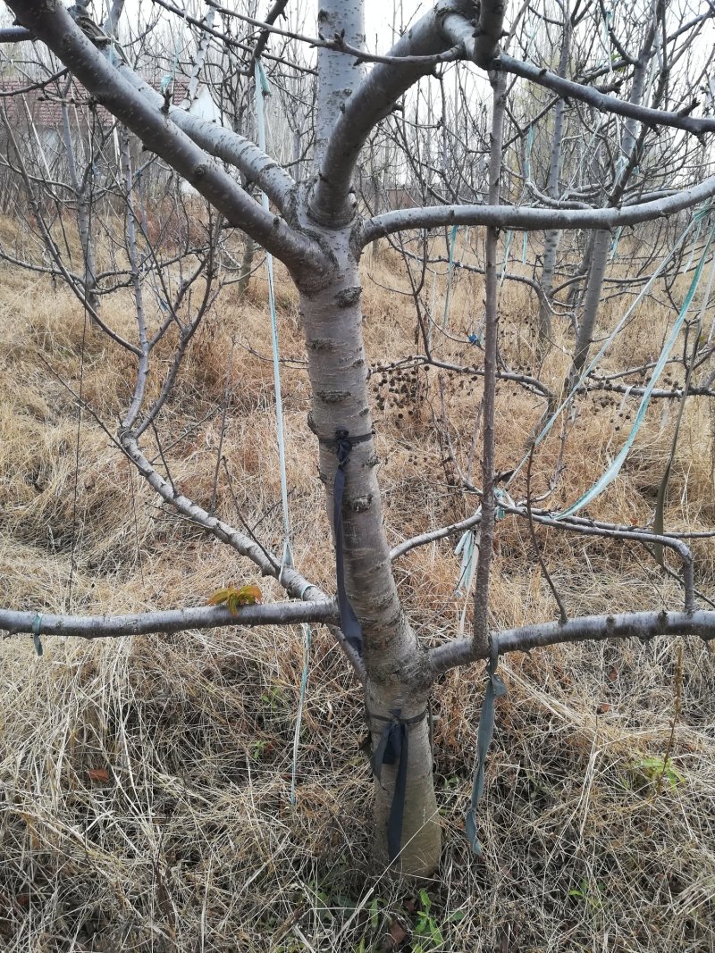 大樱桃苗～树！基地供应基塞拉粘木美早大樱桃树苗～普通树苗