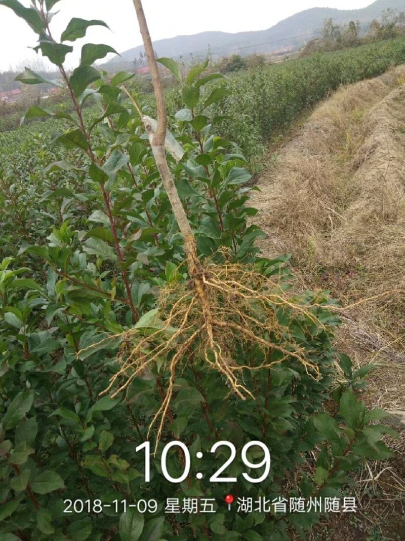纯黄金中桃金玉2号黄金蜜7黄桃苗，基地直销