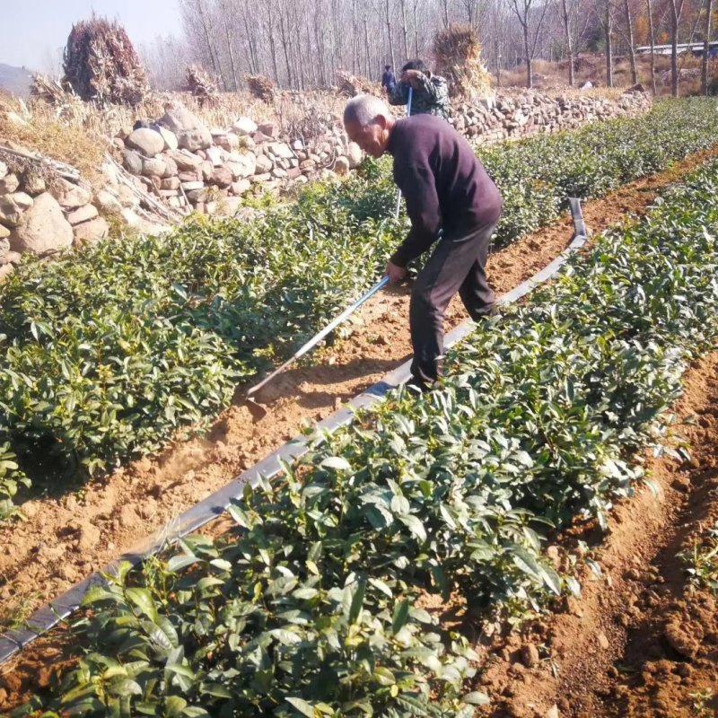 特级古树红茶