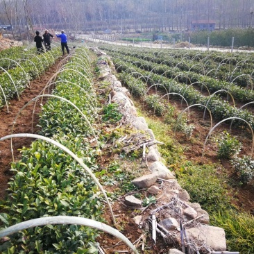 特级古树红茶