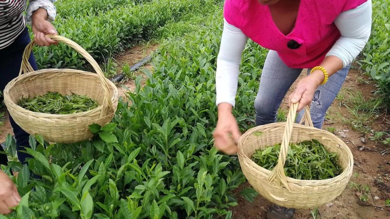 特级古树红茶