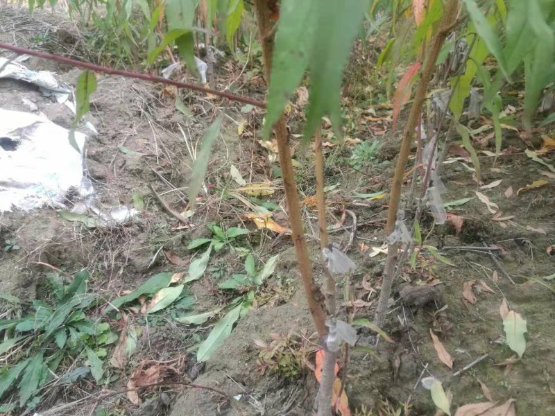 纯黄金中桃金玉2号黄金蜜7黄桃苗，基地直销