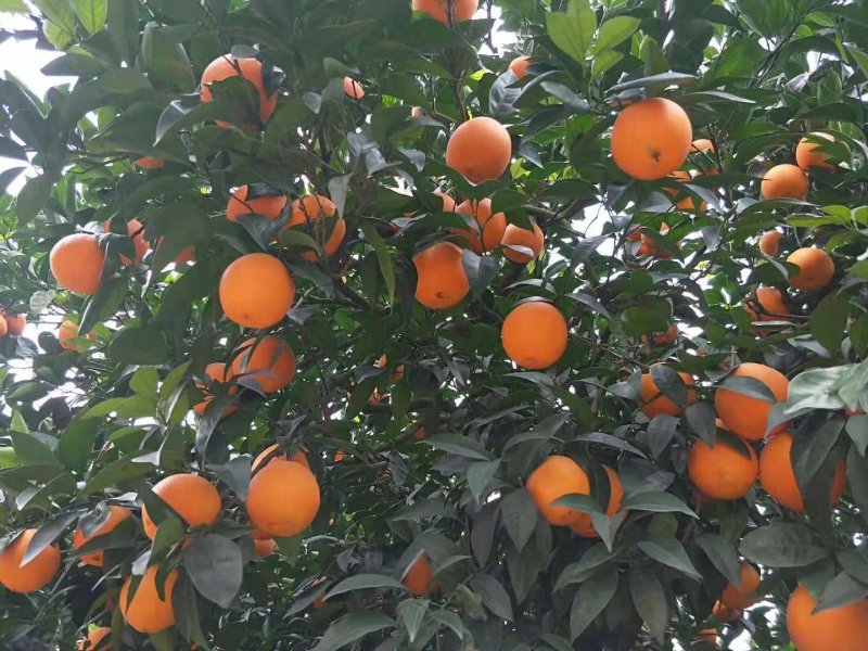 脐橙