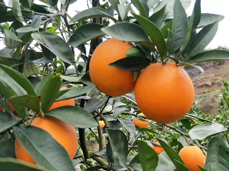 脐橙