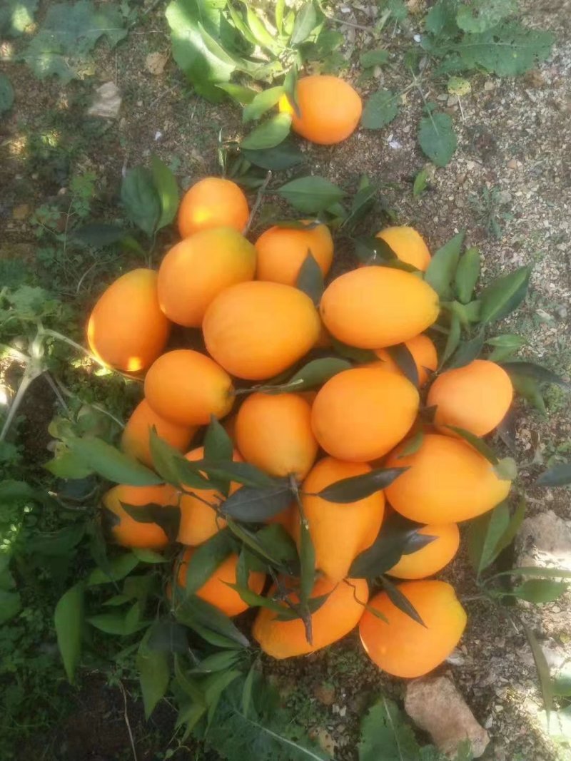 脐橙