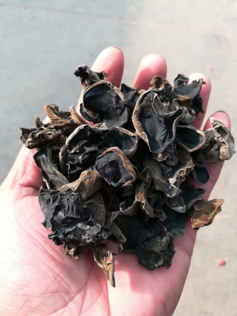 黑木耳菌包