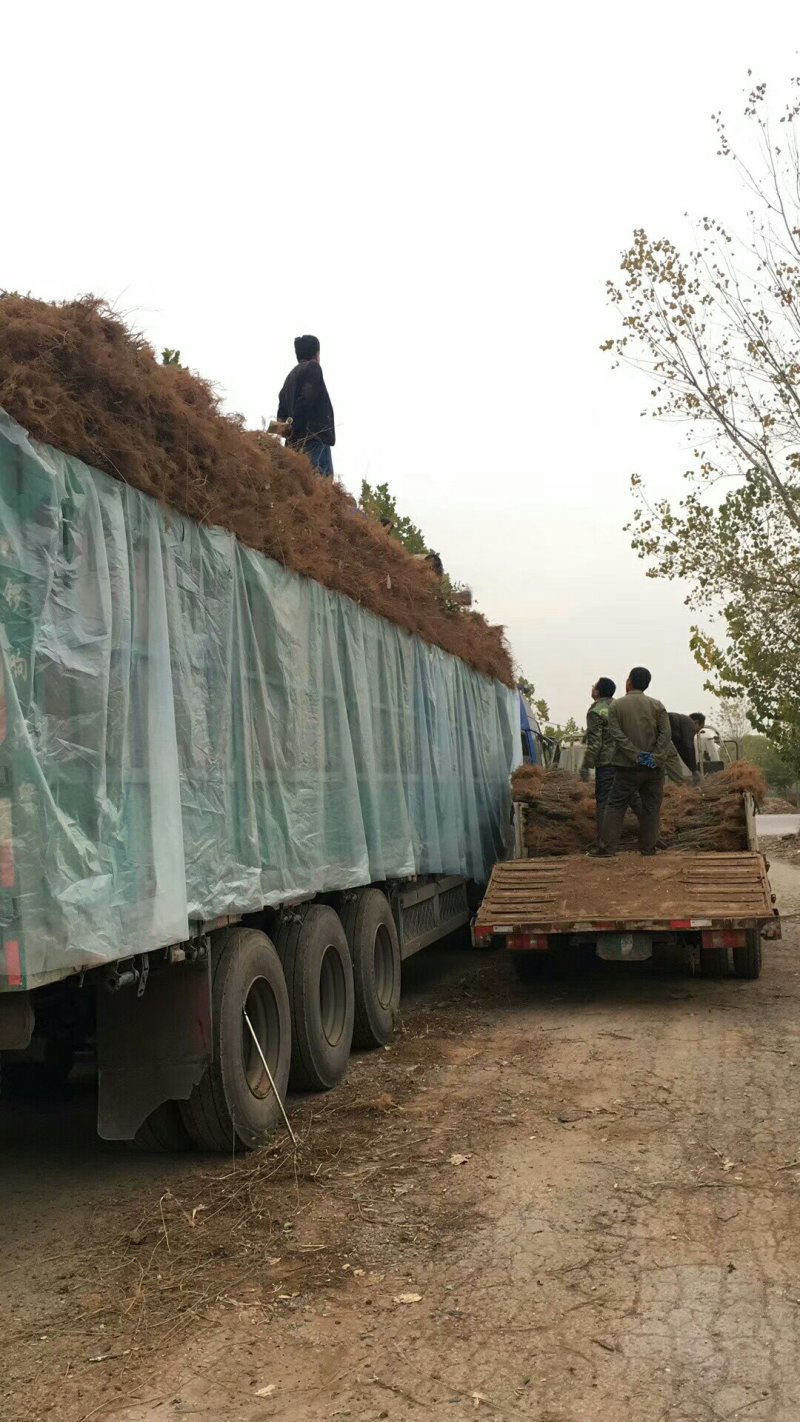 金叶榆地接苗抗寒耐冻