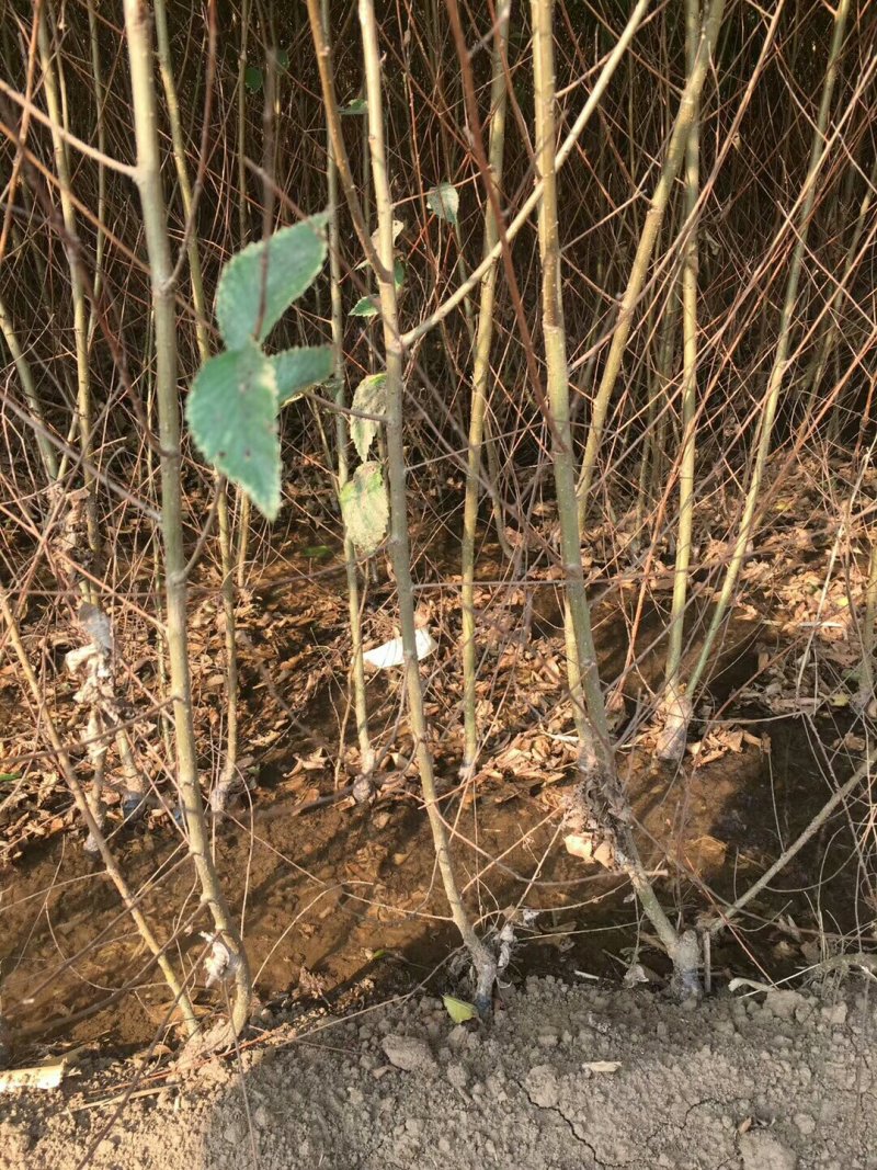 金叶榆地接苗抗寒耐冻