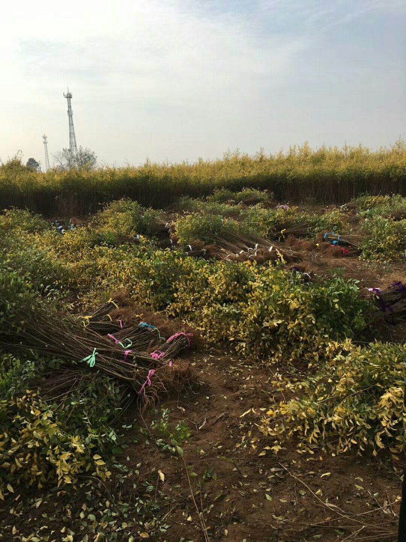 金叶榆地接苗抗寒耐冻