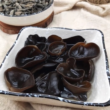黑木耳菌棒