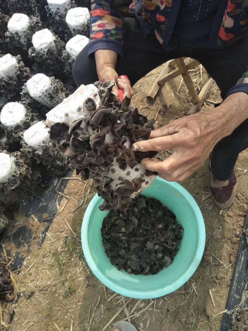 黑木耳菌棒