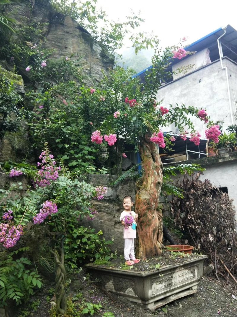 盆景