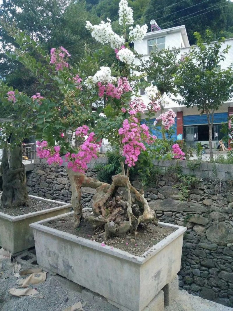 盆景