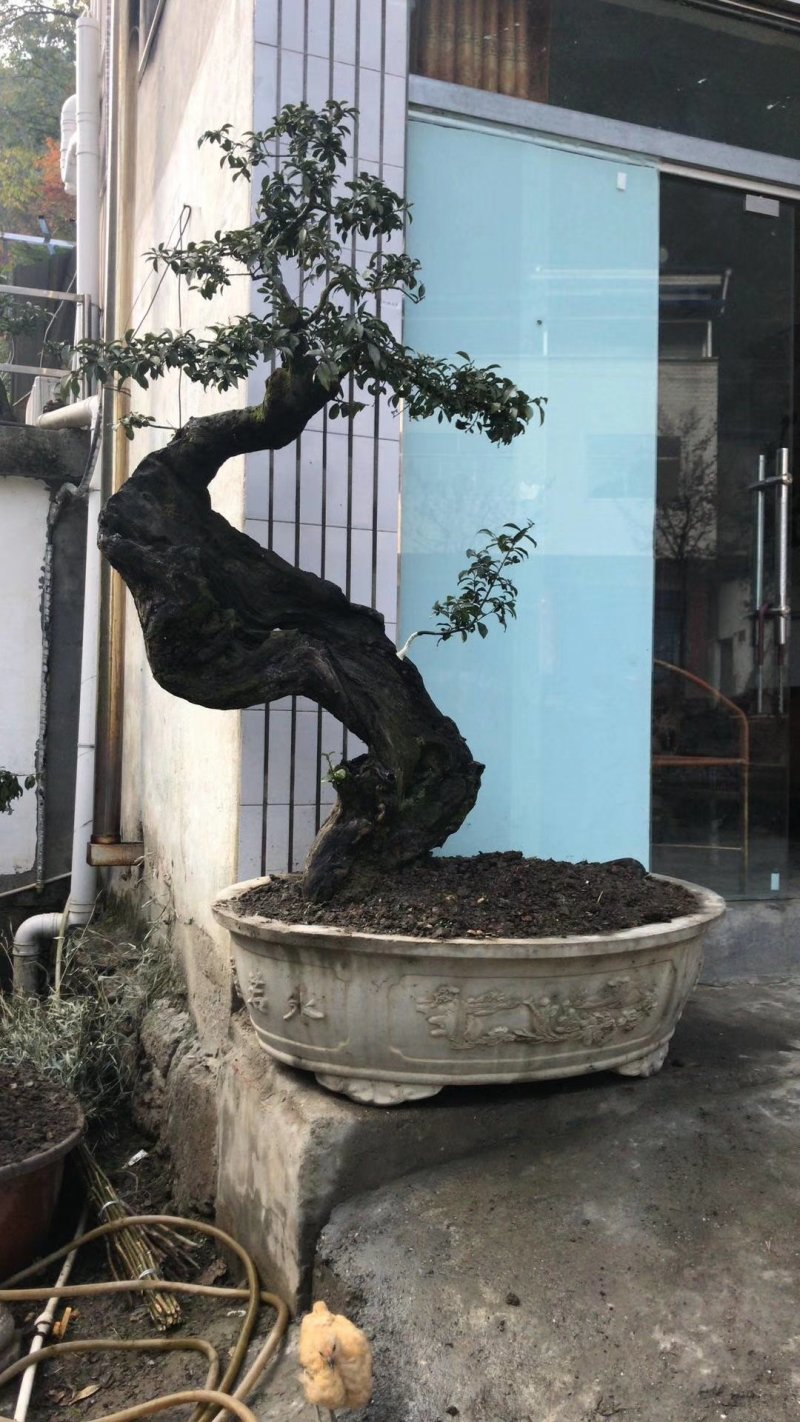 盆景