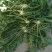 精品荠菜