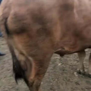 长年供应骡马牛驴