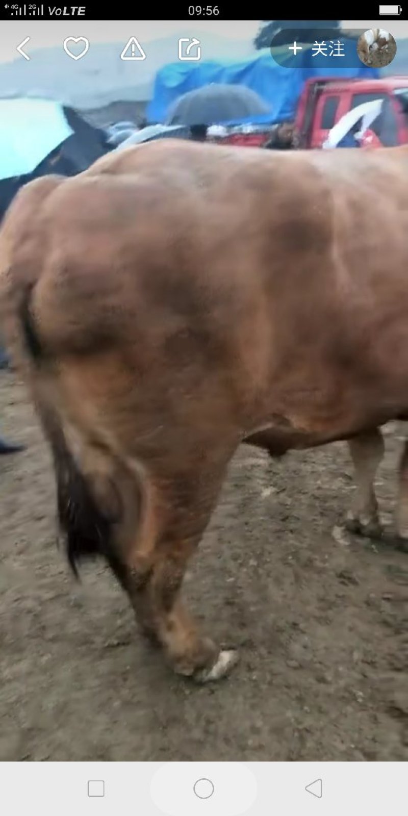 长年供应骡马牛驴