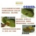 菠萝蜜精品果出肉高/饱满多肉！自助下单(坏果包赔)