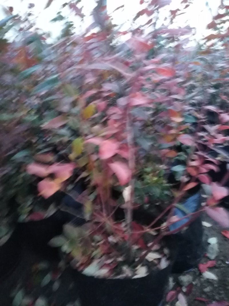 蓝莓苗1~2年30~50cm保真死苗补发包成活