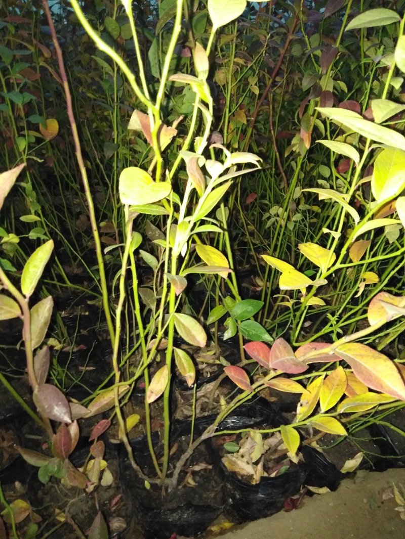 蓝莓苗1~2年30~50cm保真死苗补发包成活