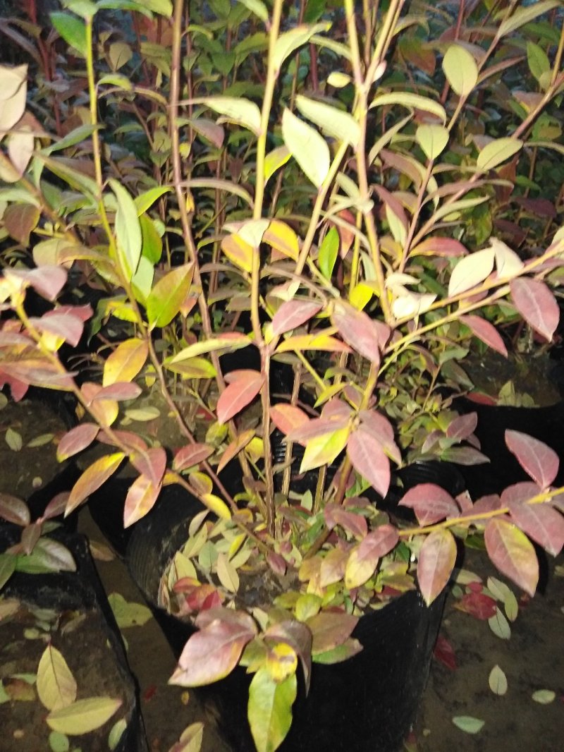 蓝莓苗1~2年30~50cm保真死苗补发包成活