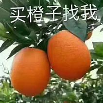 湖北省秭归长虹橙子