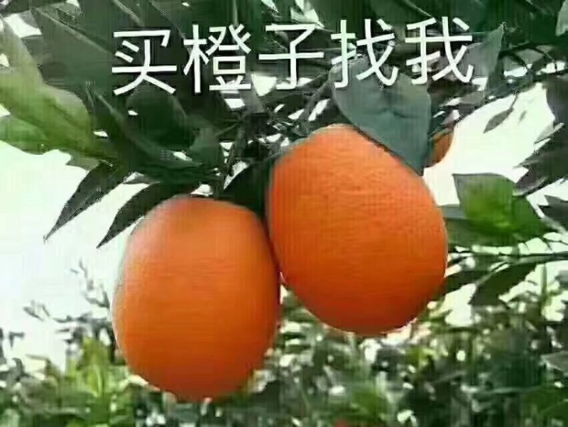 湖北省秭归长虹橙子