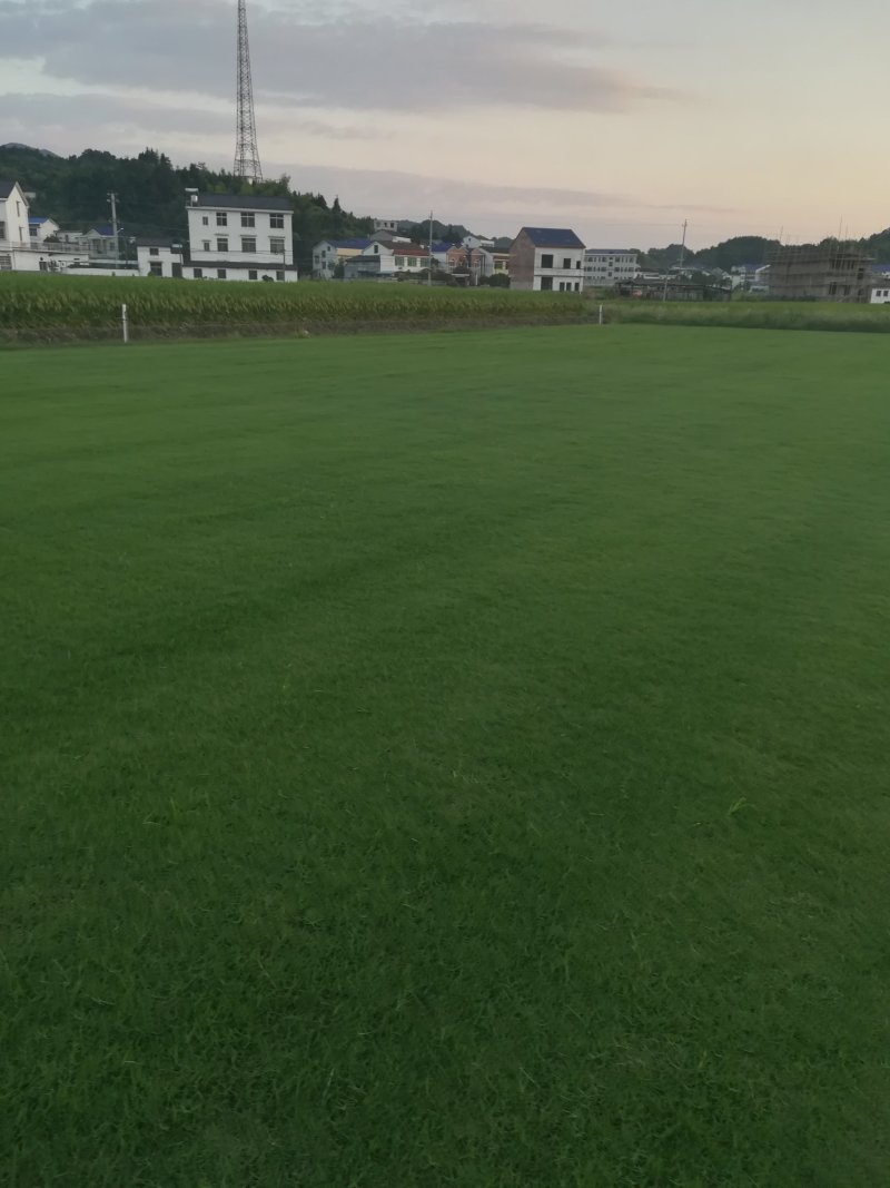 百慕大混播黑麦草