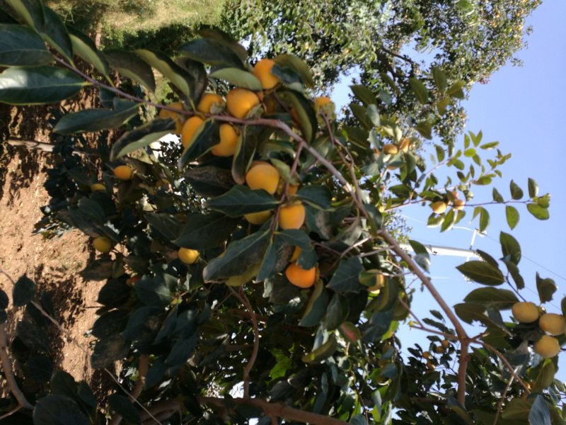正宗富平曹村柿饼批发