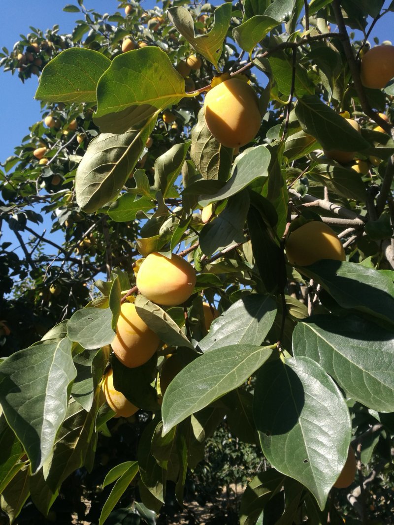 正宗富平曹村柿饼批发