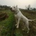 杜高犬