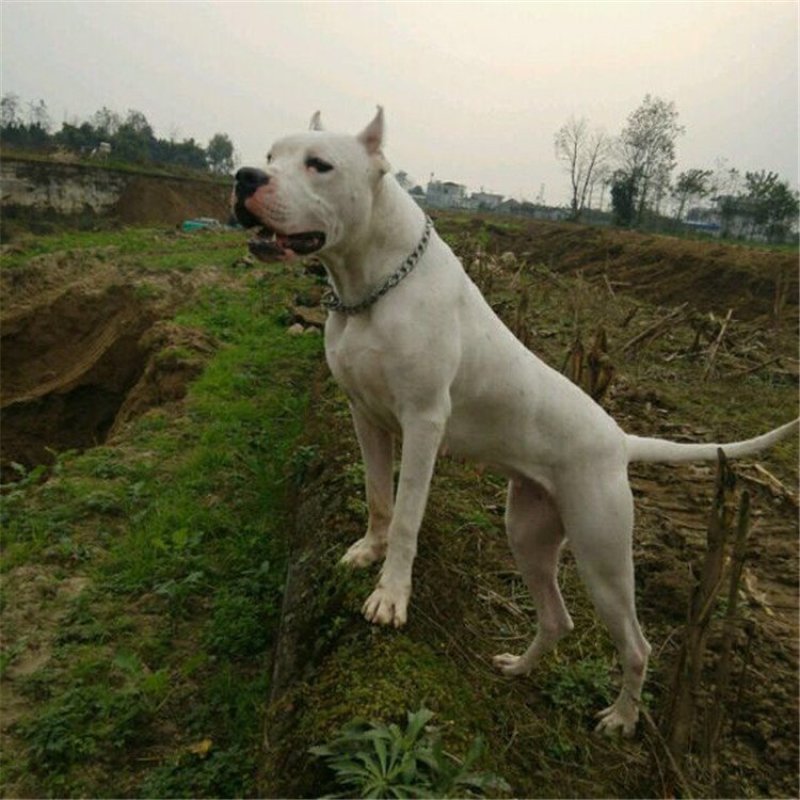 杜高犬