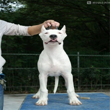 杜高犬