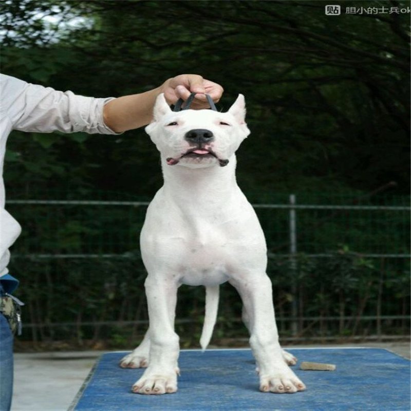 杜高犬