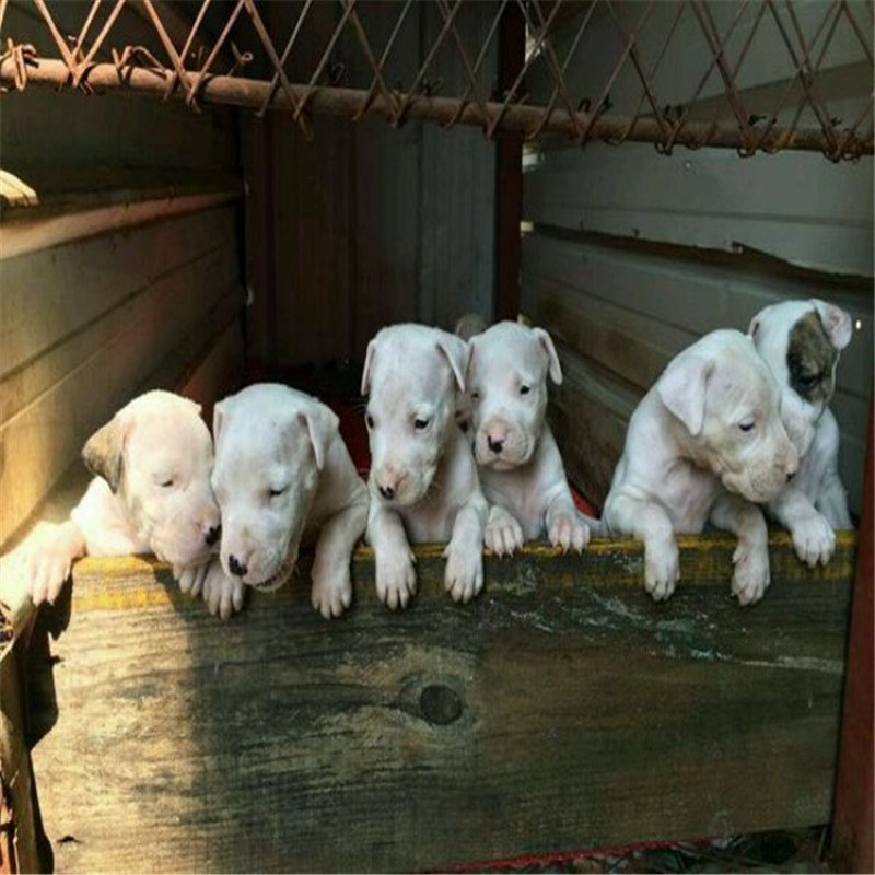 杜高犬