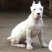 杜高犬