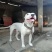 杜高犬