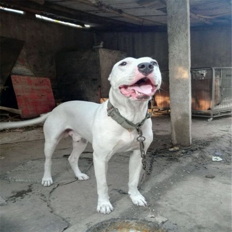 杜高犬