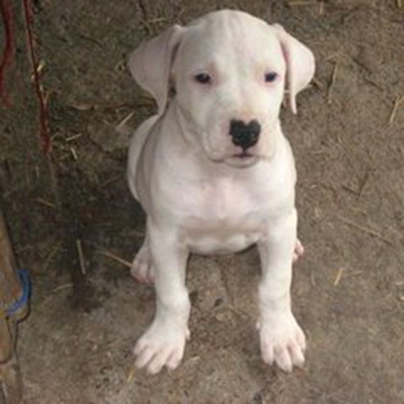 杜高犬