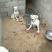 杜高犬