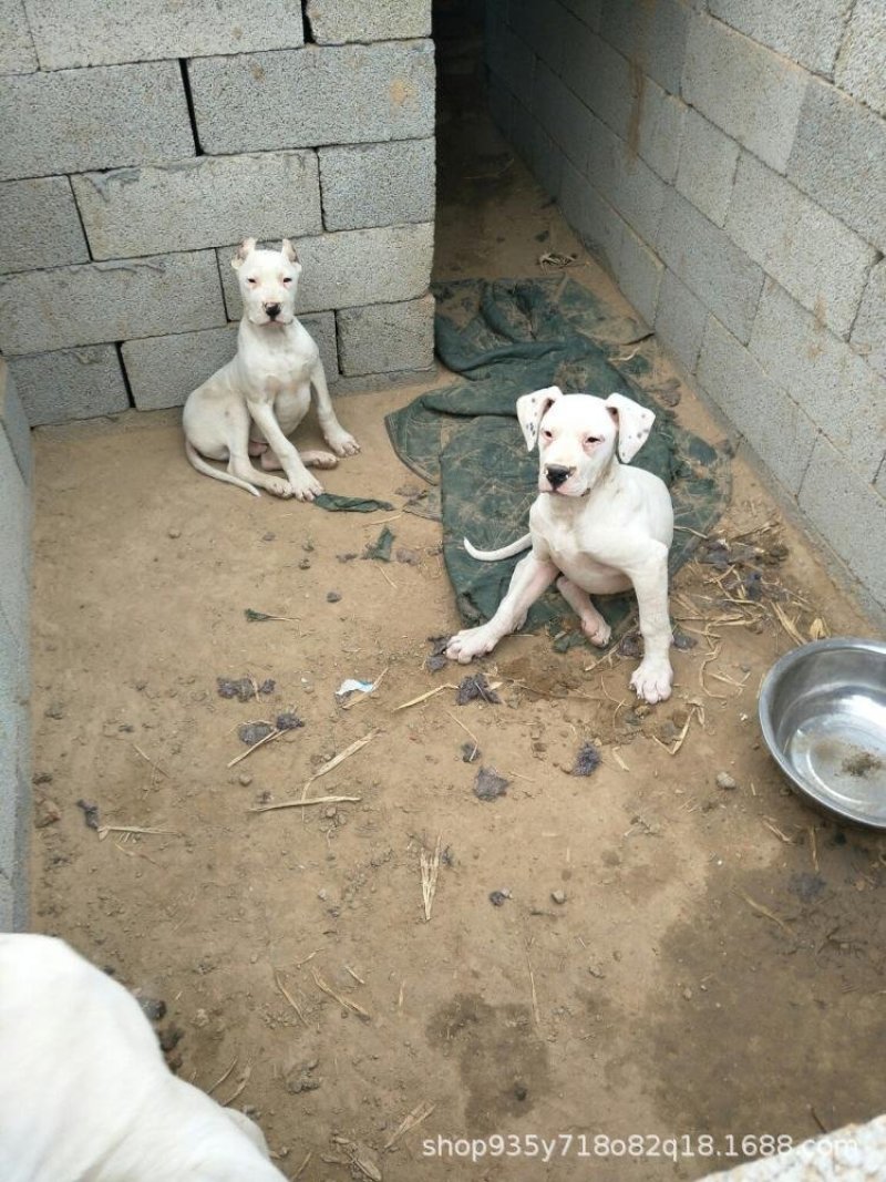 杜高犬