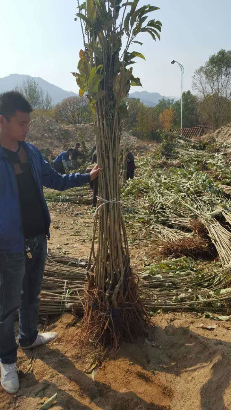 大红袍板栗苗，产地直销，当年结果，包成活，可视频看货