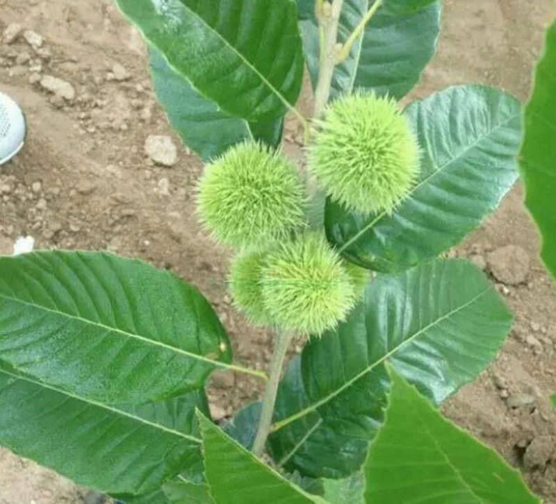 大红袍板栗苗，产地直销，当年结果，包成活，可视频看货