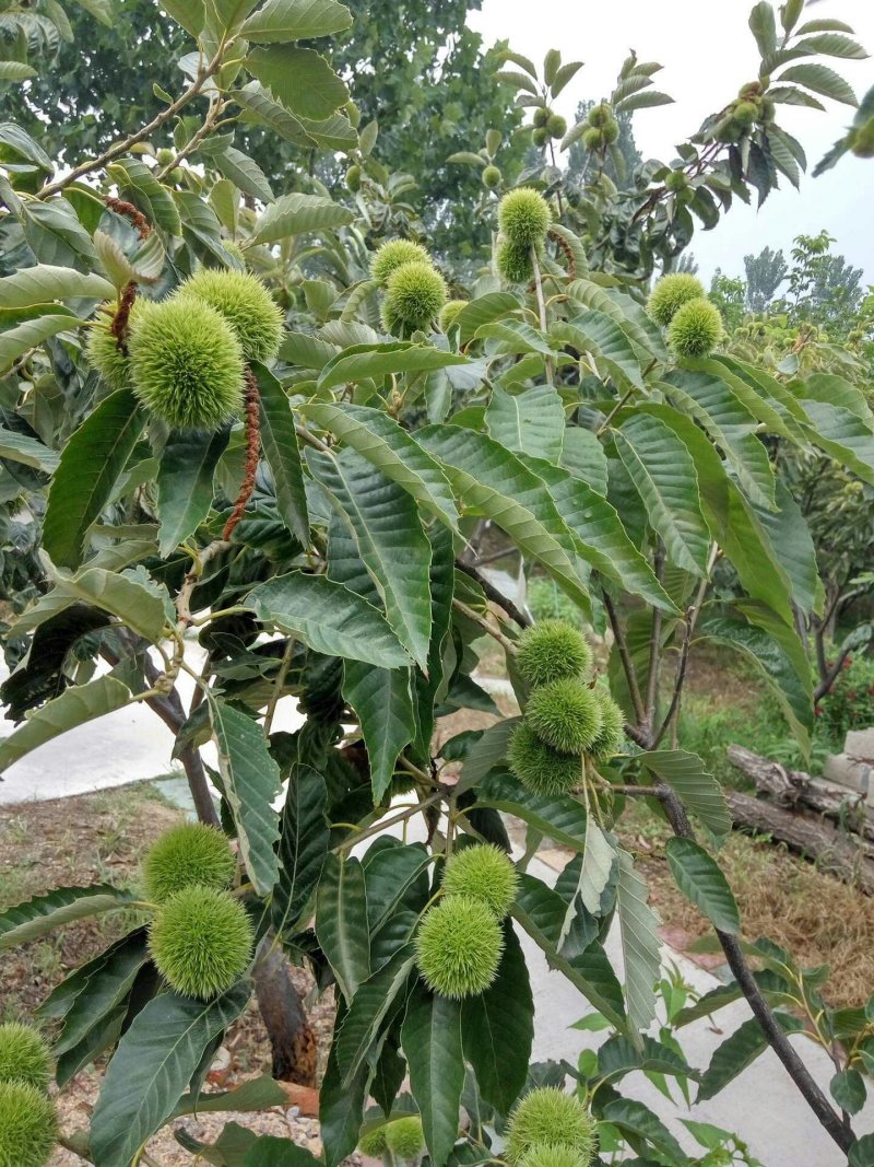 大红袍板栗苗，产地直销，当年结果，包成活，可视频看货