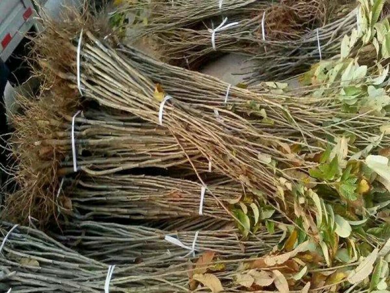 大红袍板栗苗，产地直销，当年结果，包成活，可视频看货